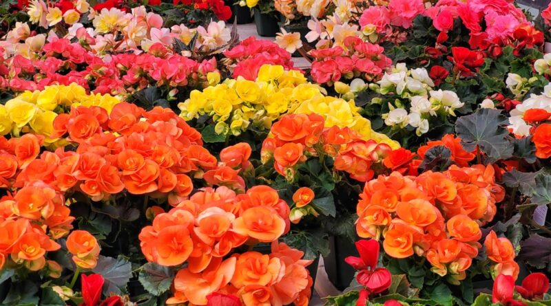 Photo potted garden flowers