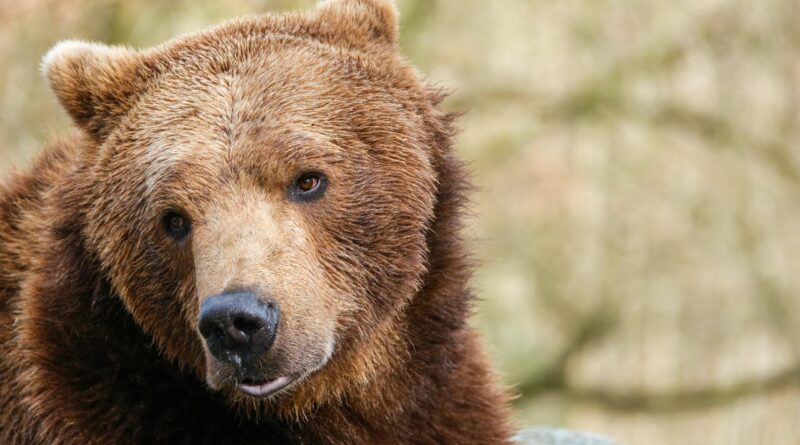 Niedźwiedzie pod koronami drzew. Nowa atrakcja w Karkonoszach pozwala obserwować je z niezwykłej perspektywy